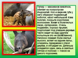 Животные Евразии, слайд 14