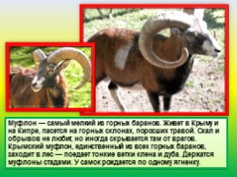 Животные Евразии, слайд 16