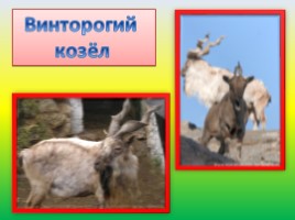 Животные Евразии, слайд 17