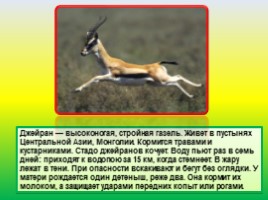 Животные Евразии, слайд 19