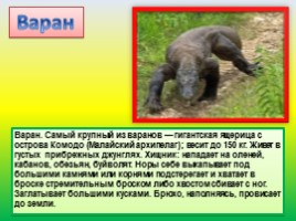 Животные Евразии, слайд 24