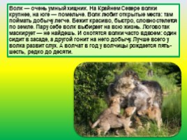 Животные Евразии, слайд 30