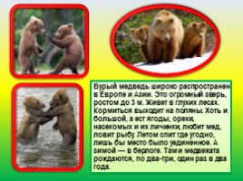 Животные Евразии, слайд 32