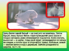 Животные Евразии, слайд 40