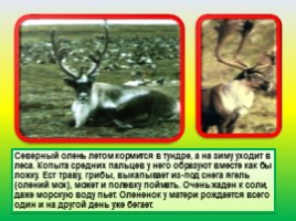 Животные Евразии, слайд 5