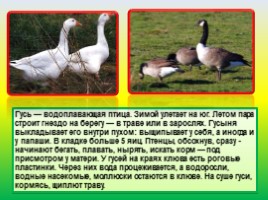 Животные Евразии, слайд 55