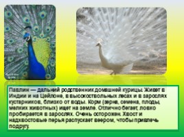 Животные Евразии, слайд 61