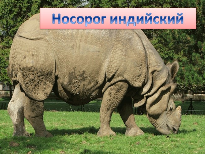 Презентация на тему «Растения и животные Евразии — иллюстрация 37