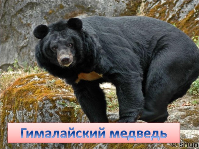 Презентация на тему «Растения и животные Евразии — иллюстрация 62