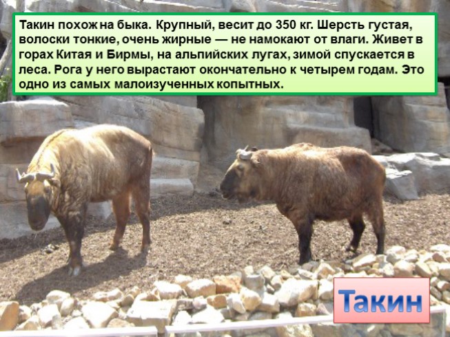 Презентация на тему «Растения и животные Евразии — иллюстрация 35