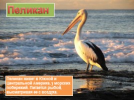 Животные Южной Америки, слайд 20