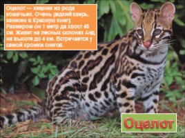 Животные Южной Америки, слайд 8