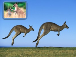 Животные Австралии, слайд 11