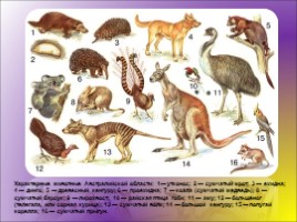 Животные Австралии, слайд 47