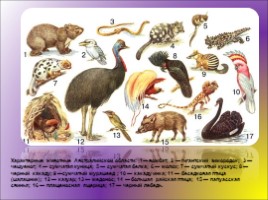 Животные Австралии, слайд 48