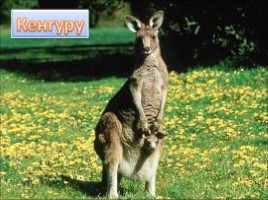 Животные Австралии, слайд 9