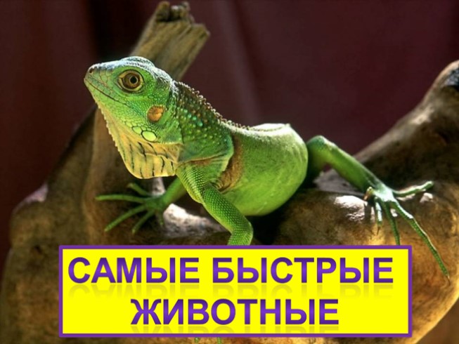 Самые быстрые животные