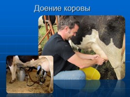 Научная работа «Откуда берется молоко? Животноводческое хозяйство Орловской области», слайд 7