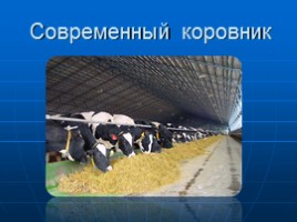 Научная работа «Откуда берется молоко? Животноводческое хозяйство Орловской области», слайд 8