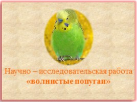 Научно-исследовательская работа «Волнистые попугайчики», слайд 1