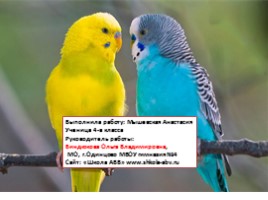 Научно-исследовательская работа «Волнистые попугайчики», слайд 12