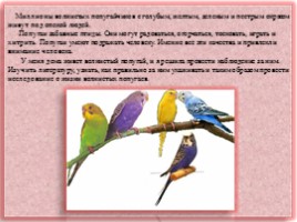 Научно-исследовательская работа «Волнистые попугайчики», слайд 2