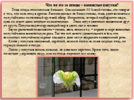 Научно-исследовательская работа «Волнистые попугайчики», слайд 3