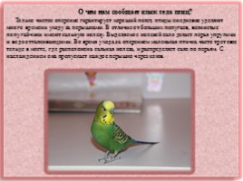 Научно-исследовательская работа «Волнистые попугайчики», слайд 4
