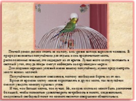 Научно-исследовательская работа «Волнистые попугайчики», слайд 6
