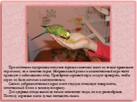 Научно-исследовательская работа «Волнистые попугайчики», слайд 8