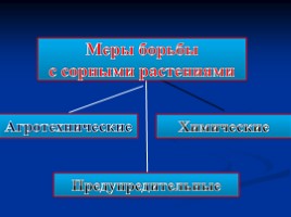 Основные сорные растения изучаемые с учащимися начальных классов, слайд 17