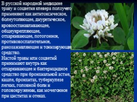 Основные сорные растения изучаемые с учащимися начальных классов, слайд 33
