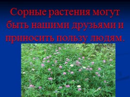 Основные сорные растения изучаемые с учащимися начальных классов, слайд 41