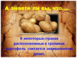 История картошки, слайд 17
