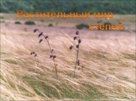 Растения степи, слайд 7