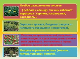 Растения степи, слайд 9