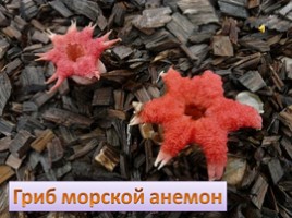 8 самых необычных грибов, слайд 3