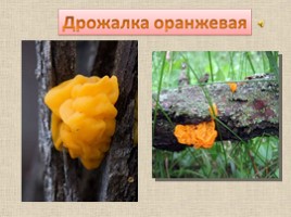 8 самых необычных грибов, слайд 7