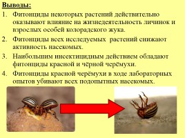 Влияние фитонцидов различных растений на жизнедеятельность колорадского жука, слайд 14