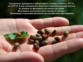 Влияние фитонцидов различных растений на жизнедеятельность колорадского жука, слайд 8