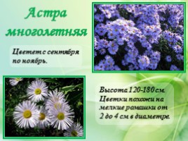 Многолетние цветущие растения «Растения сезонного оформления цветников», слайд 10