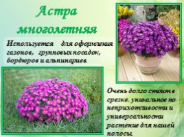 Многолетние цветущие растения «Растения сезонного оформления цветников», слайд 11
