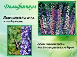 Многолетние цветущие растения «Растения сезонного оформления цветников», слайд 14