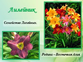 Многолетние цветущие растения «Растения сезонного оформления цветников», слайд 18