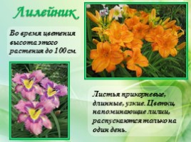 Многолетние цветущие растения «Растения сезонного оформления цветников», слайд 19