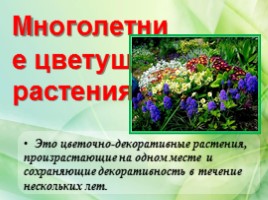 Многолетние цветущие растения «Растения сезонного оформления цветников», слайд 2