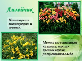 Многолетние цветущие растения «Растения сезонного оформления цветников», слайд 20