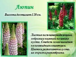 Многолетние цветущие растения «Растения сезонного оформления цветников», слайд 22