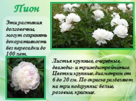 Многолетние цветущие растения «Растения сезонного оформления цветников», слайд 25