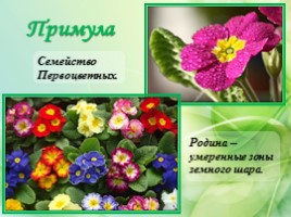 Многолетние цветущие растения «Растения сезонного оформления цветников», слайд 27